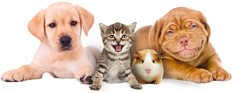 Vet examining cute puppy